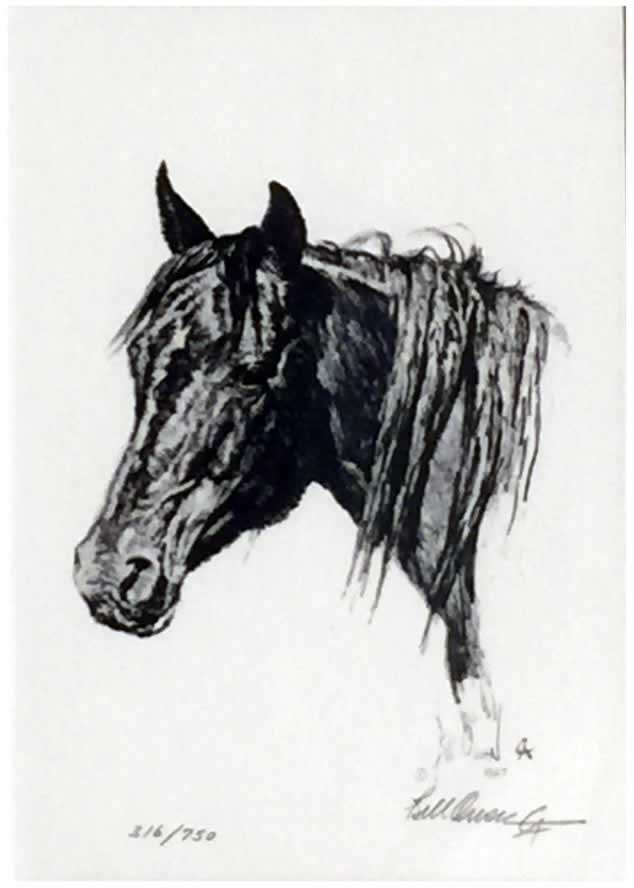 Horse Head - Bill Owen, Signed and Numbered Print